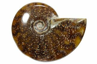 Polished Ammonite (Cleoniceras) Fossil - Madagascar #348495