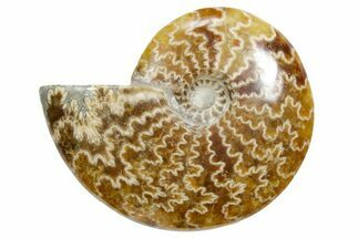 Polished Ammonite (Cleoniceras) Fossil - Madagascar #348499
