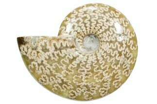 Polished Ammonite (Cleoniceras) Fossil - Madagascar #348510