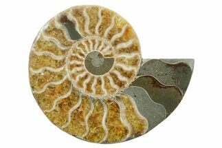 Cut & Polished Ammonite Fossil (Half) - Madagascar #349040