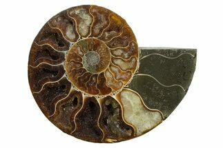Cut & Polished Ammonite Fossil (Half) - Madagascar #349052