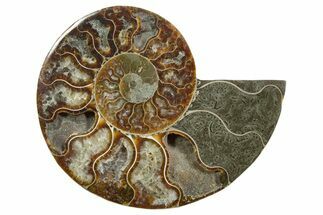 Cut & Polished Ammonite Fossil (Half) - Madagascar #349096