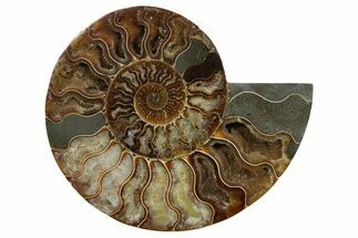 Cut & Polished Ammonite Fossil (Half) - Madagascar #347844