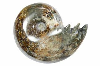 Polished Ammonite (Phylloceras) Fossil - Madagascar #349777