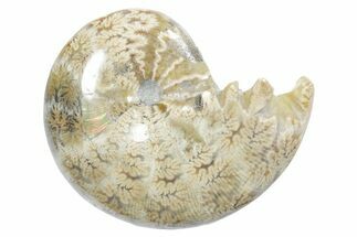 Polished Ammonite (Phylloceras) Fossil - Madagascar #349785