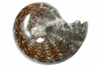 Polished Ammonite (Phylloceras) Fossil - Madagascar #349787