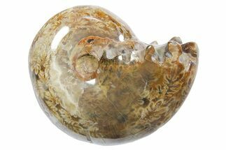 Polished Ammonite (Phylloceras) Fossil - Madagascar #349791