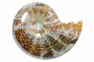 Polished Ammonite (Phylloceras) Fossil - Madagascar #349794