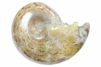 Polished Ammonite (Phylloceras) Fossil - Madagascar #349797