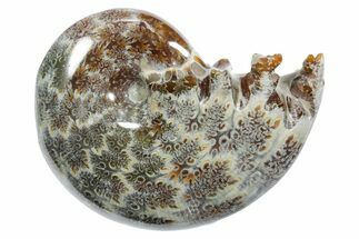 Polished Ammonite (Phylloceras) Fossil - Madagascar #349805
