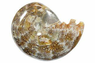 Polished Ammonite (Phylloceras) Fossil - Madagascar #349807