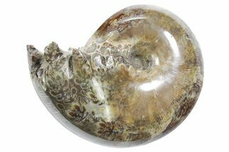 Polished Ammonite (Phylloceras) Fossil - Madagascar #349811
