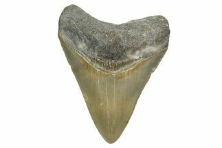 Juvenile Megalodon Tooth - North Carolina #348310