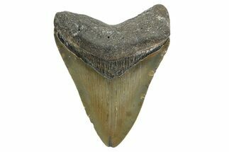Juvenile Megalodon Tooth - North Carolina #348311