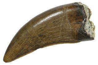 Dinosaur Teeth For Sale