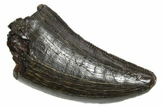 Serrated, Tyrannosaur (Nanotyrannus) Tooth - Montana #350412