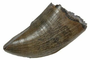 Dinosaur Teeth For Sale