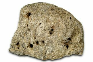 Dinosaur (Triceratops) Frill Shield Section - Montana #348056