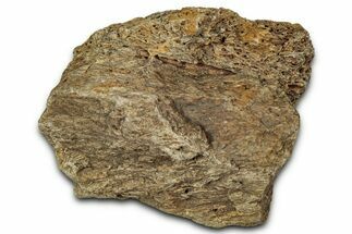 Dinosaur (Triceratops) Frill Shield Section - Montana #348058