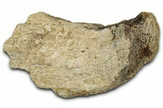 Dinosaur (Triceratops) Frill Shield Section - Montana #348063