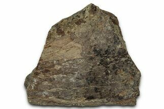 Dinosaur (Triceratops) Frill Shield Section - Montana #348080