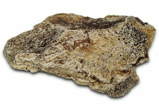 Dinosaur (Triceratops) Frill Shield Section - Montana #348097