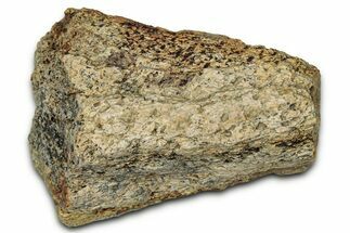 Dinosaur (Triceratops) Frill Shield Section - Montana #348098