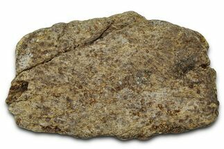 Dinosaur (Triceratops) Frill Shield Section - Montana #348104