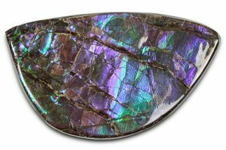 Iridescent Ammolite (Fossil Ammonite Shell) - Purples & Blues #350343