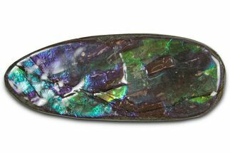 Flashy Ammolite (Fossil Ammonite Shell) - Purple & Blue #350349