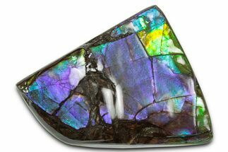 Flashy Ammolite (Fossil Ammonite Shell) - Purple & Blues #350355