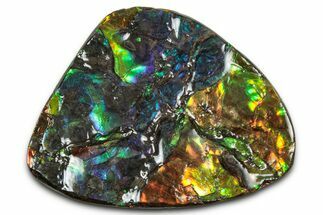 Flashy Ammolite (Fossil Ammonite Shell) - Rainbow Colored #350358
