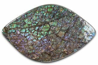Flashy Ammolite (Fossil Ammonite Shell) - Blues & Greens #350361