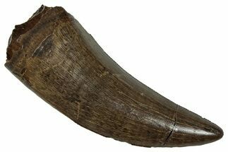 Serrated, Tyrannosaur (Nanotyrannus) Tooth - Montana #350366