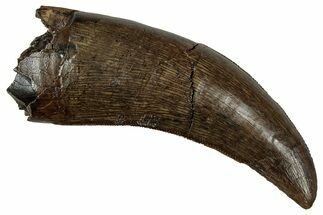 Serrated, Tyrannosaur (Nanotyrannus) Tooth - Montana #350367
