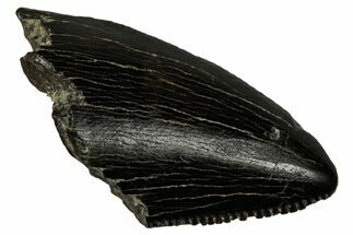 Serrated, Tyrannosaur (Nanotyrannus) Tooth - Montana #350373