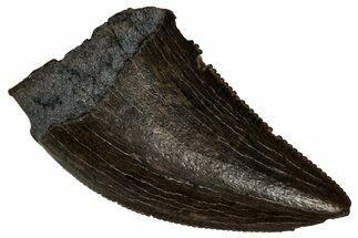 Serrated, Tyrannosaur (Nanotyrannus) Tooth - Montana #350377