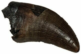 Serrated, Tyrannosaur (Nanotyrannus) Tooth - Montana #350378