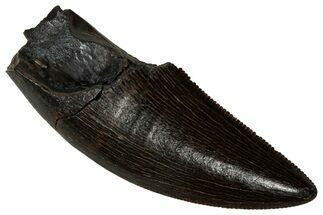 Serrated, Tyrannosaur (Nanotyrannus) Tooth - Montana #350383