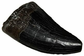 Serrated, Tyrannosaur (Nanotyrannus) Tooth - Montana #350384