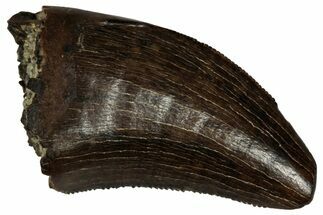 Serrated, Tyrannosaur (Nanotyrannus) Tooth - Montana #350385