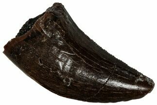 Serrated, Tyrannosaur (Nanotyrannus) Tooth - Montana #350392