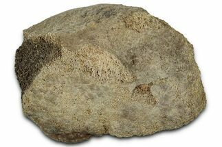 Fossil Tyrannosaur (T rex) Vertebra Section - Wyoming #350400