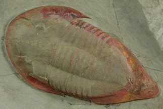 Rare, Kierarges Trilobites - Fezouata Formation #350441