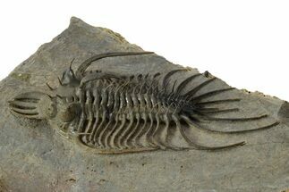 Alien-Looking Quadrops Trilobite - Huge, Top-Quality Example #350477