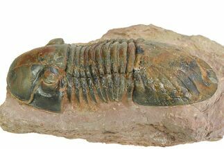 Large, Prone Paralejurus Trilobite Fossil - Lghaft, Morocco #350435