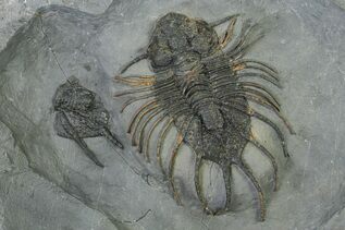 Trilobite Fossils For Sale