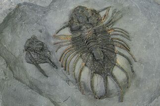 Rare Lichid (Acanthopyge) Trilobite - Issomour, Morocco #350440