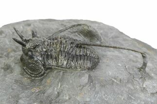 Devil Horned Cyphaspis Walteri Trilobite - Mrakib, Morocco #350484