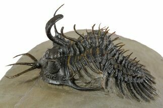 Short-Fork Walliserops Hammi Trilobite - Foum Zguid, Morocco #350488